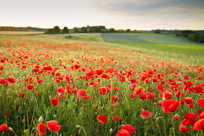 Fotobehang Klaprozenveld bij zonsondergang