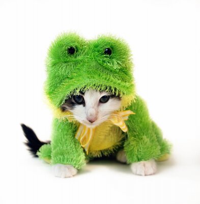 Klein katje in een groen kikkerkostuum
