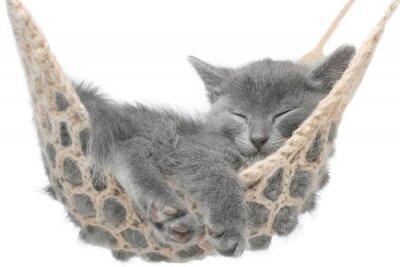 Fotobehang Klein katje in een hangmat