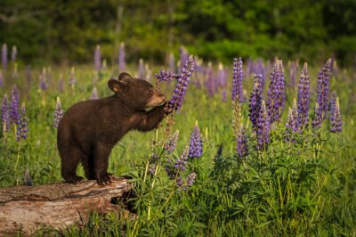 Fotobehang Kleine beer tussen de bloemen