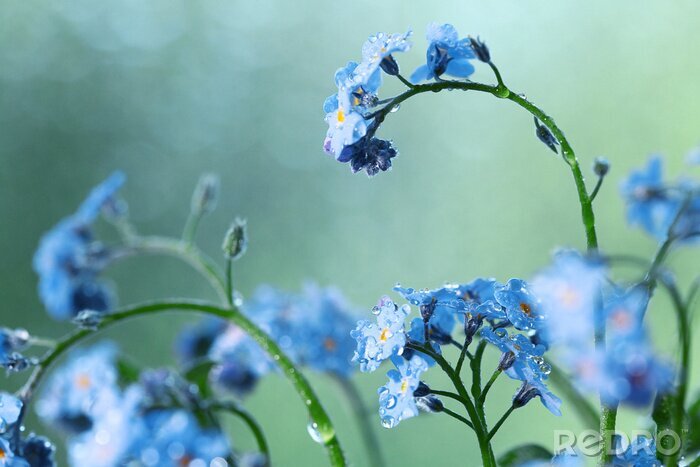 Fotobehang Kleine blauwe veldbloemen