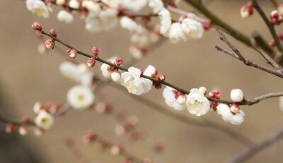 Kleine bloemen op een tak