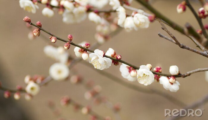 Fotobehang Kleine bloemen op een tak