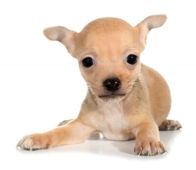 Fotobehang Kleine bruine hond