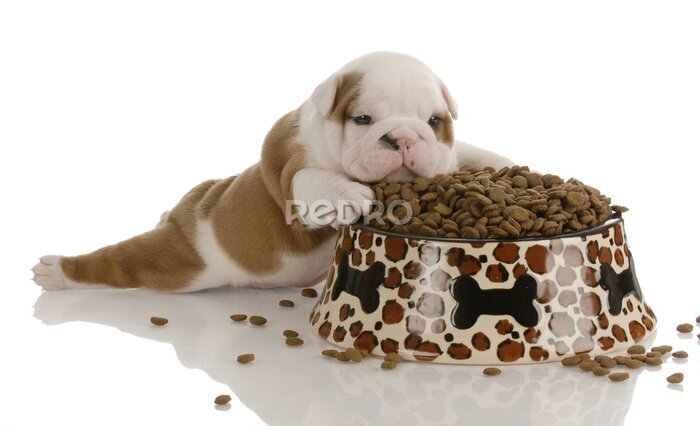 Fotobehang kleine bulldog puppy waarin naast grote kom van hondenvoer
