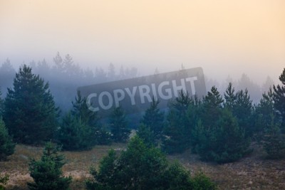 Fotobehang Kleine coniferen omgeven door mist
