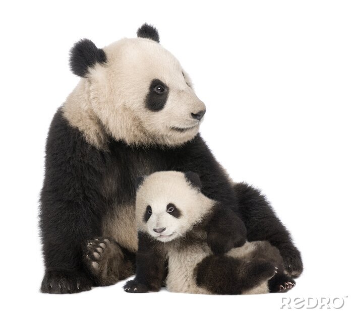 Fotobehang Kleine en grote panda