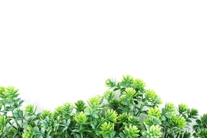 Fotobehang Kleine groene planten op witte achtergrond
