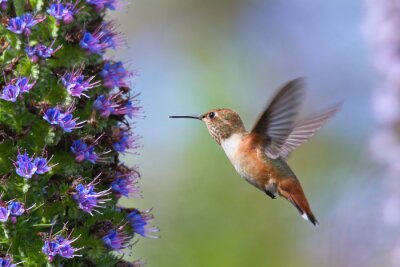Fotobehang Kleine kolibrie in beweging