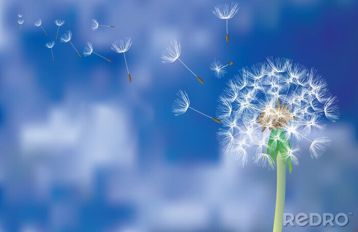 Fotobehang Kleine paardenbloem in de lucht