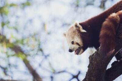 Fotobehang Kleine panda op een hemelachtergrond