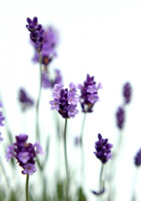 Fotobehang Kleine scherptediepte met paarse bloemen