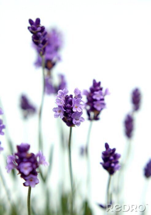 Fotobehang Kleine scherptediepte met paarse bloemen
