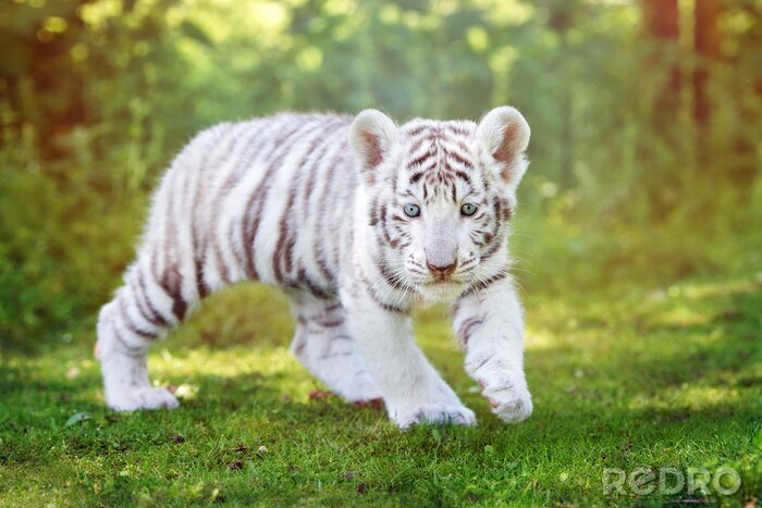 Fotobehang Kleine tijger welp in het bos