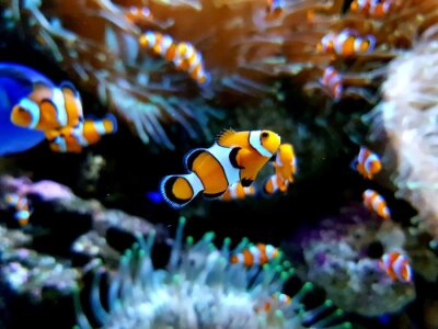 Fotobehang Kleine tropische vissen in het aquarium