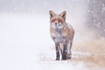 Fotobehang Kleine vos in de sneeuw