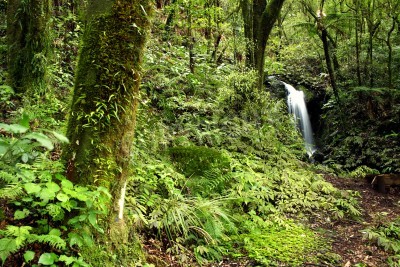Fotobehang Kleine waterval in de groene jungle