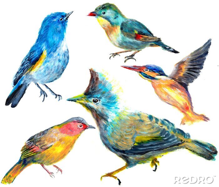 Fotobehang Kleurrijk gekleurde vogels