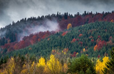 Fotobehang Kleurrijk herfstbos