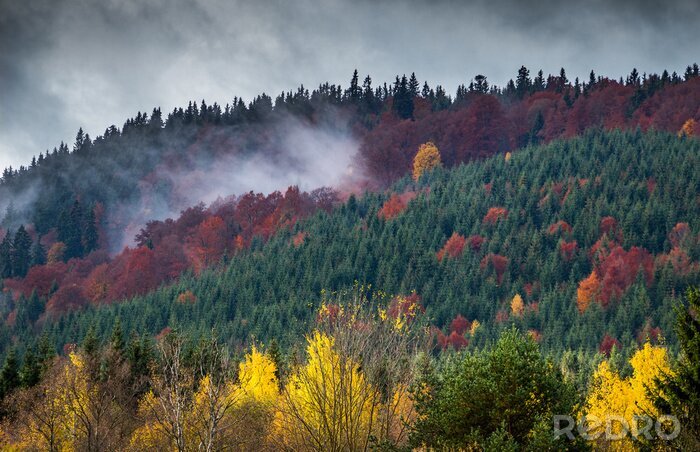 Fotobehang Kleurrijk herfstbos