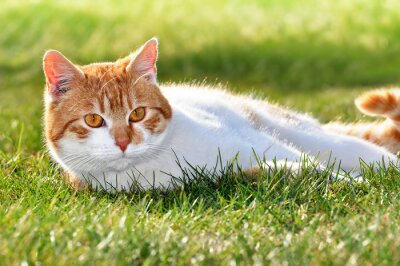 Fotobehang Kleurrijk katje in het gras