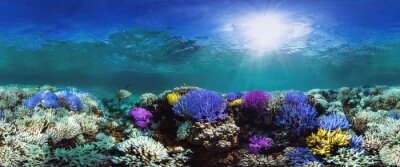 Fotobehang Kleurrijk koraalrif op de bodem