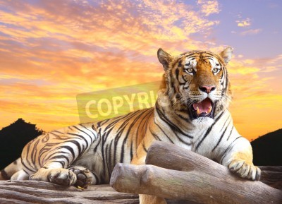 Fotobehang Kleurrijk landschap met tijger