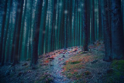 Kleurrijk pad in een donker bos