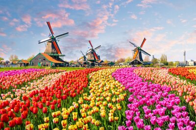 Fotobehang Kleurrijk veld met tulpen