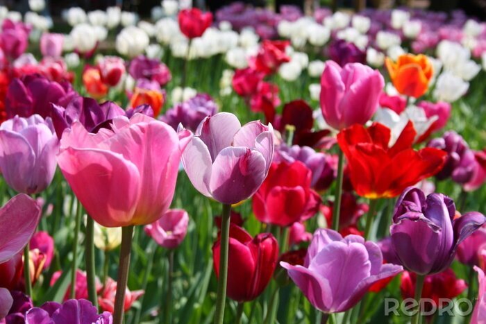 Fotobehang Kleurrijk veld van bloemen