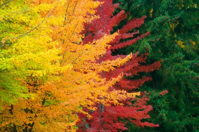 Fotobehang Kleurrijke bladeren aan bomen