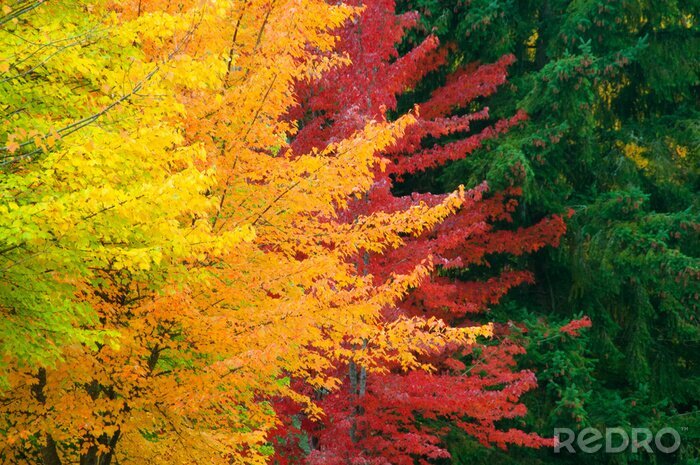 Fotobehang Kleurrijke bladeren aan bomen