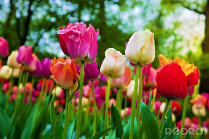 Fotobehang Kleurrijke bloemen in een park