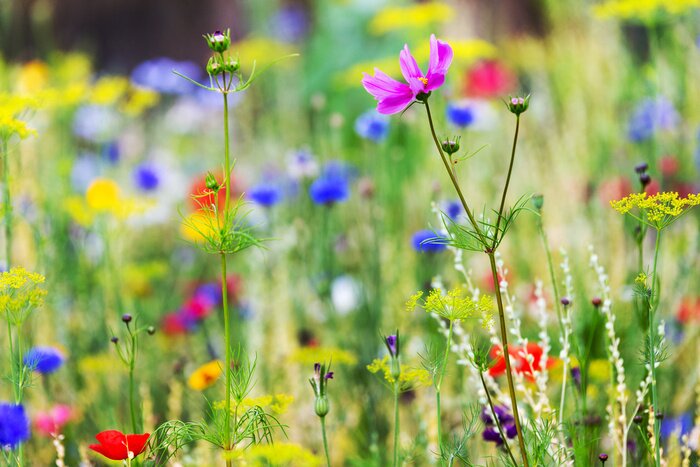 Fotobehang Kleurrijke bloemen in een weide