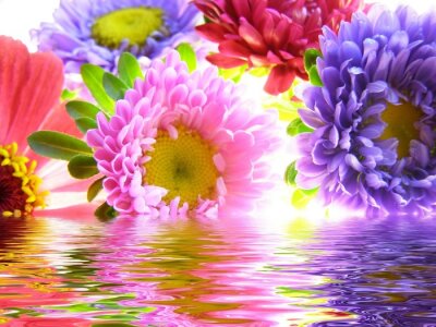 Kleurrijke bloemen in het water