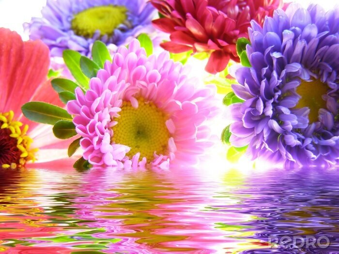 Fotobehang Kleurrijke bloemen in het water