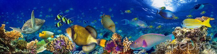 Fotobehang Kleurrijke brede onderwater koraalrif panorama banner achtergrond met veel vissen schildpad en mariene leven