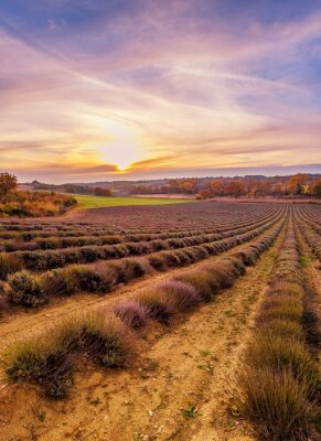 Kleurrijke hemel boven Lavendel veld