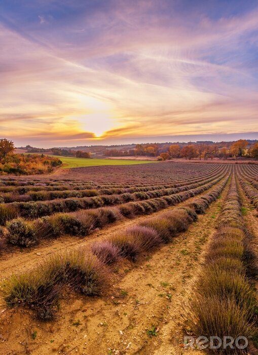 Fotobehang Kleurrijke hemel boven Lavendel veld