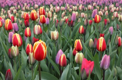 Fotobehang Kleurrijke Hollandse bloemen