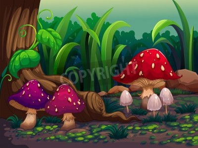 Fotobehang Kleurrijke paddenstoelen in het bos