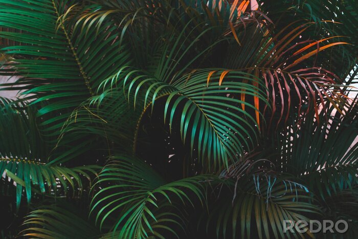 Fotobehang Kleurrijke palmbladeren