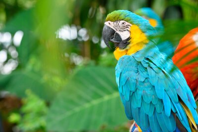 Fotobehang Kleurrijke papegaai zittend in een boom