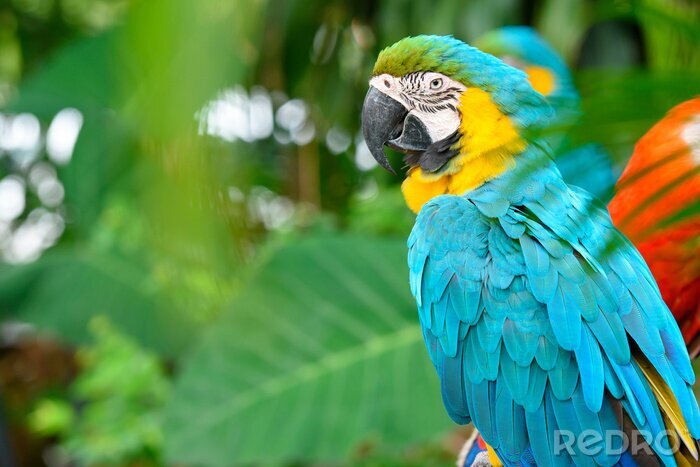 Fotobehang Kleurrijke papegaai zittend in een boom