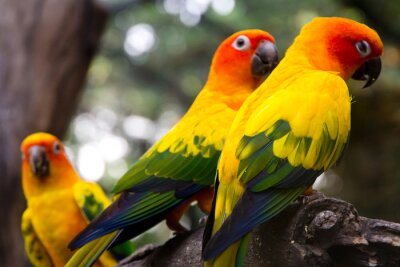 Fotobehang Kleurrijke papegaaien in de boom