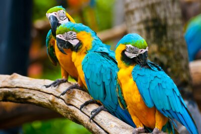 Fotobehang Kleurrijke papegaaien in de dierentuin