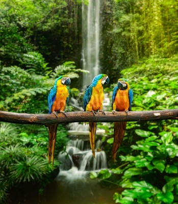 Fotobehang Kleurrijke papegaaien in de jungle