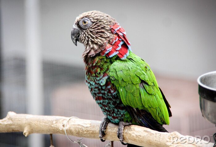 Fotobehang Kleurrijke parkiet in een kooi