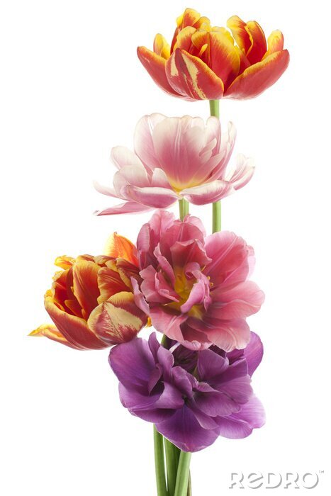 Fotobehang Kleurrijke rondgestrooide tulpen
