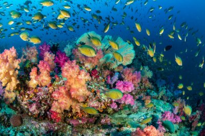Kleurrijke tropische vissen zwemmen rond een gezond, bloeiend koraalrif
